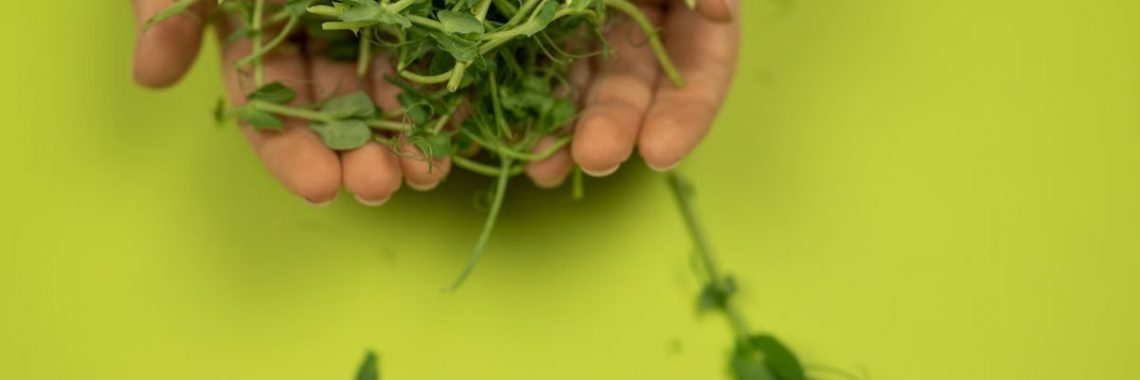 Crop anonymous person demonstrating fresh cress with wavy stems and small foliage on green background